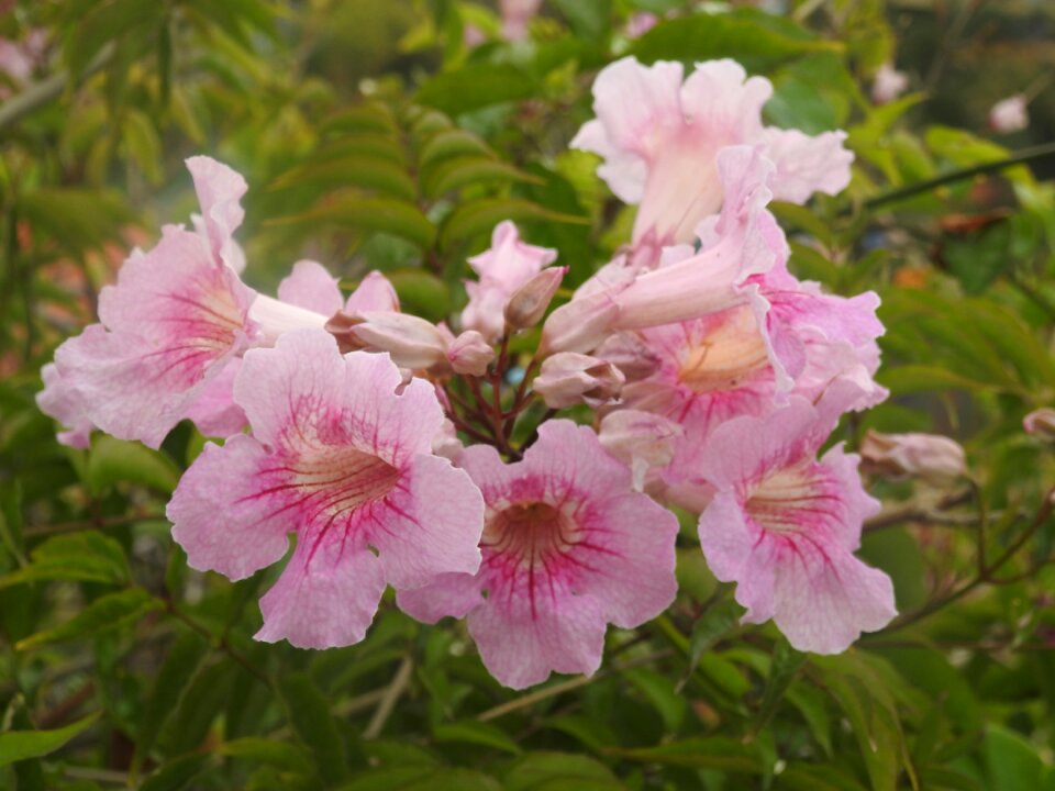 Blooms flowering romantic