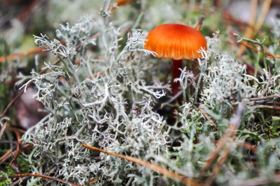 Oakmoss macro moss