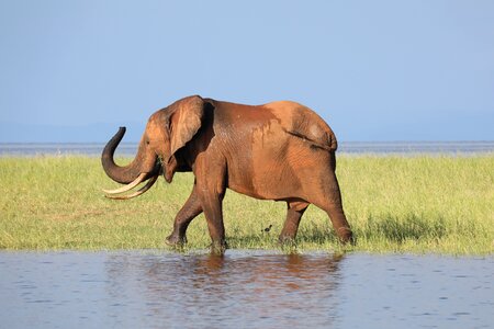 Conservation wild wildlife