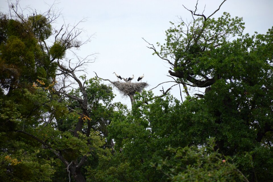 Storks birds feather