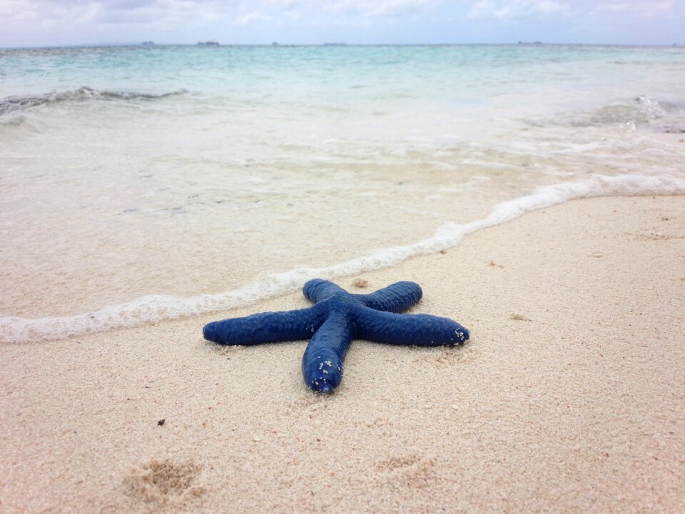 Blue starfish beach