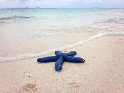 Blue starfish beach