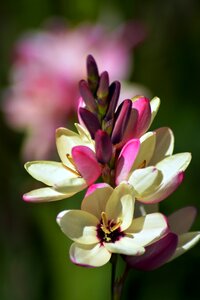 Flower plant bloom