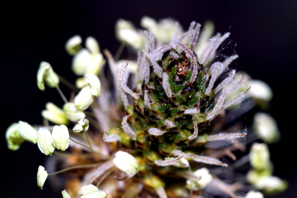 Bud flower nature