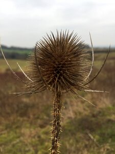 Plant prickly faded
