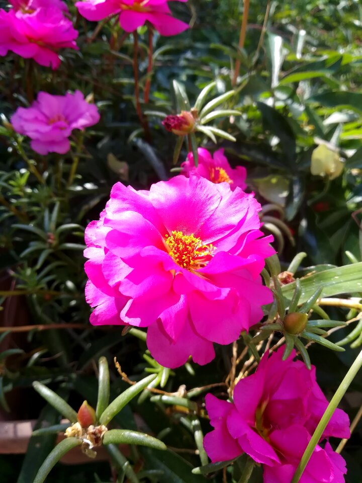 Light violet rosa