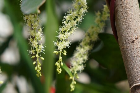 White fruit seeds