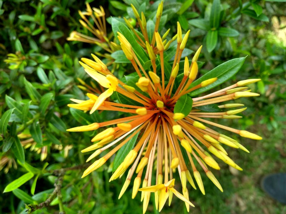 Native flower national park bromeliads