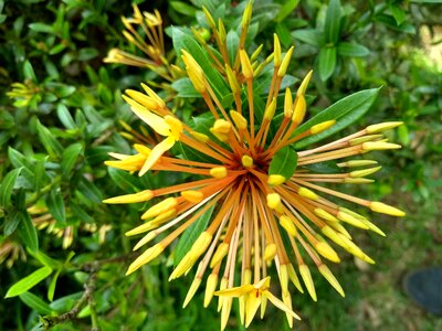 Native flower national park bromeliads photo