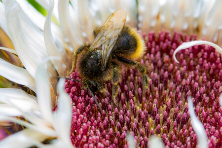 Animal nectar bees photo