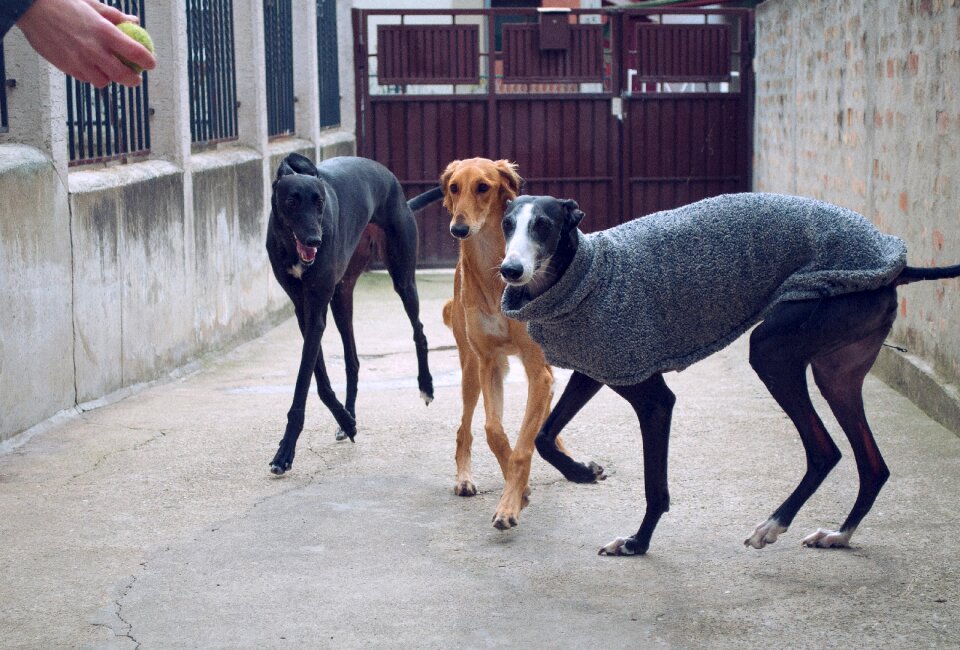 Saluki persian greyhound greyhound