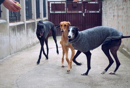 Saluki persian greyhound greyhound