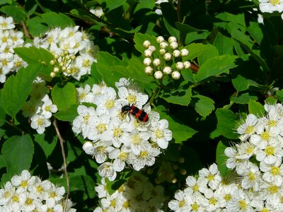 Insects garden bloom