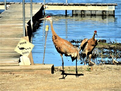 Funny bird photo birds at a duck crossing