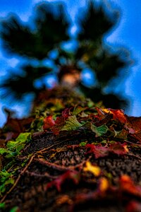 Colorful nature bright