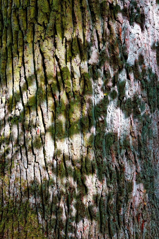 Log structure tribe