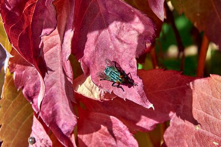 Red bright leaf