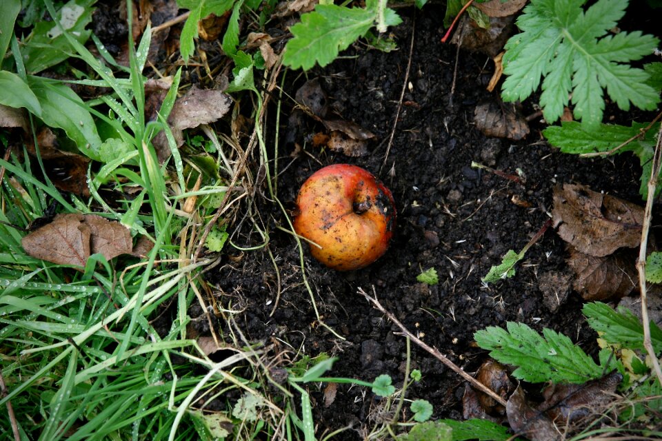 Windfall apple compost