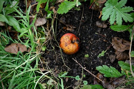 Windfall apple compost