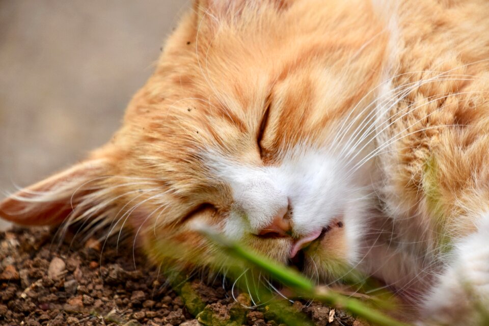 Fur feline head