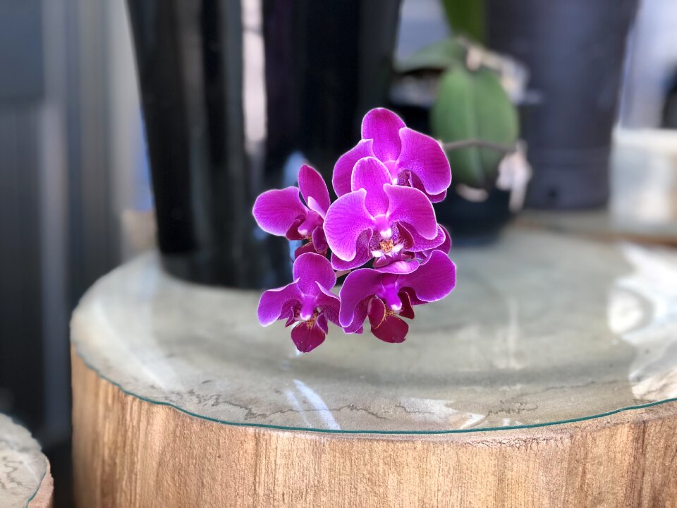 Beautiful port plant close-up