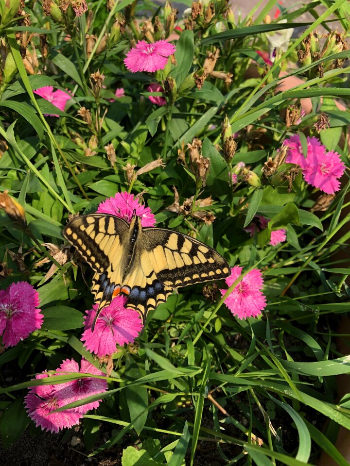 Flowers butterfly pink