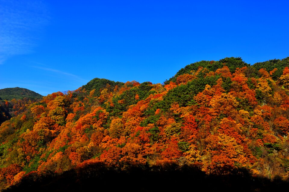 Autumn leaves in autumn autumn sky