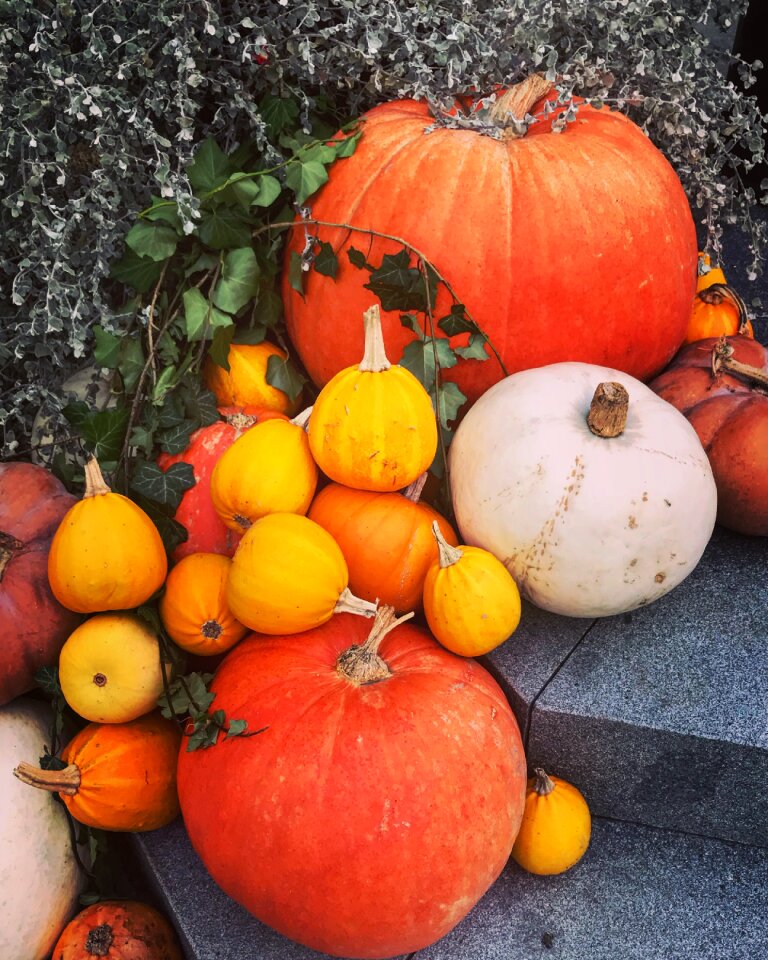 Halloween nature harvest