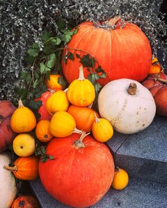 Halloween nature harvest