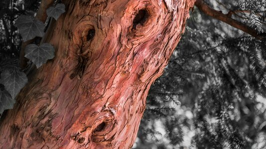 Old pink texture