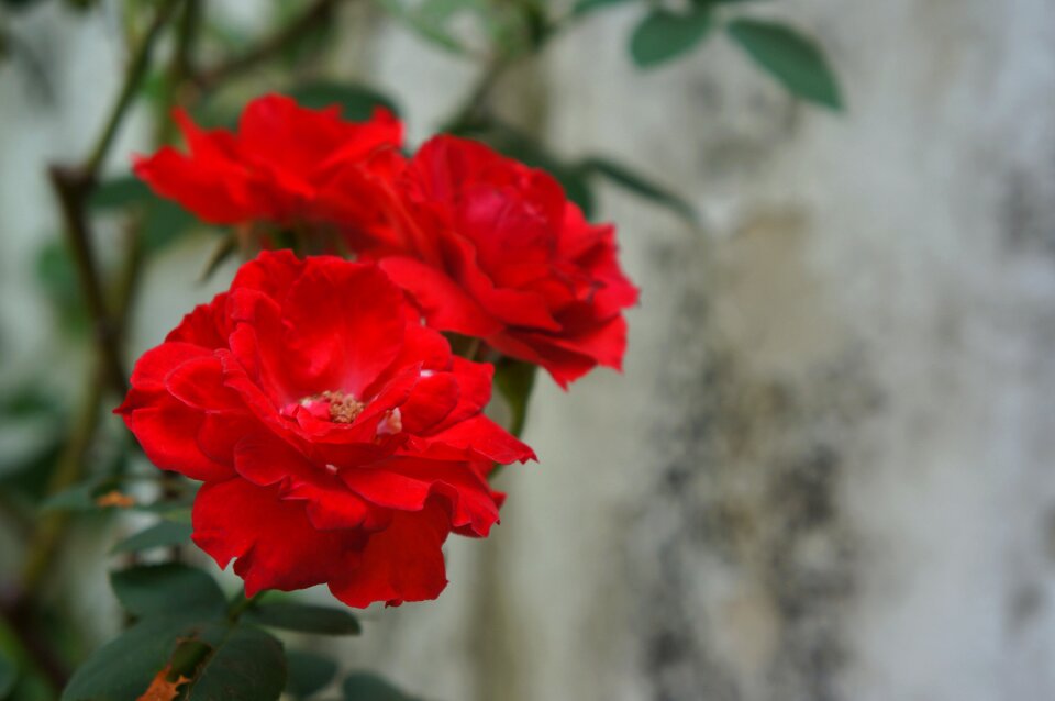 Roses fruit seeds