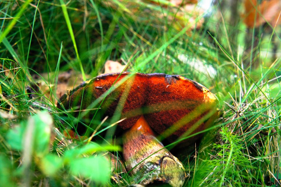 Nature moss mushrooms