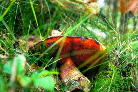 Nature moss mushrooms photo