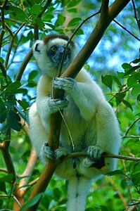Cute furry primates