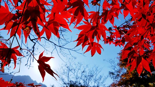 My the leaves the shining