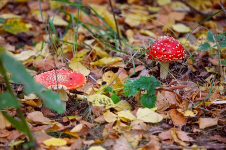 Red white leaves