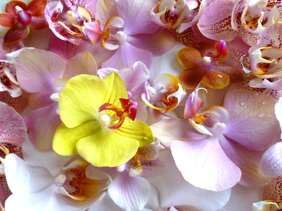 Tropical floral plant