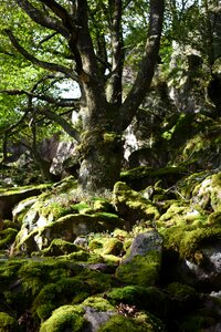 Green forest tree
