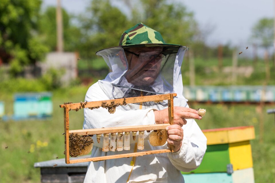 Beekeeping queen pollination