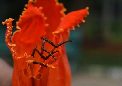 Plant nature petals photo