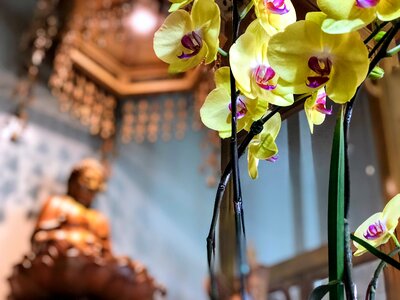 Buddha yellow flower heart
