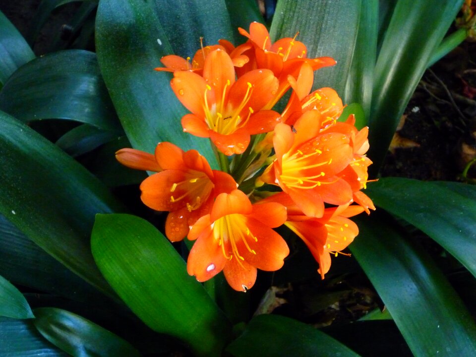 Orange beautiful
