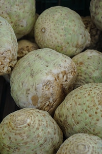 Turnip tuber apium graveolens var rapaceum
