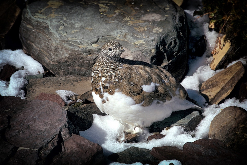 Rocks wildlife snow