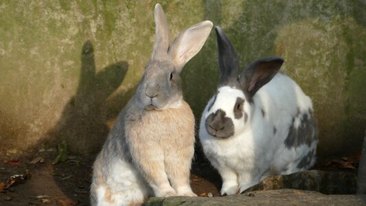 Mammal ears nature photo