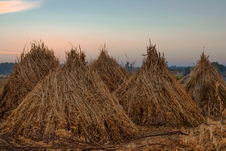 Agriculture harvest landscape
