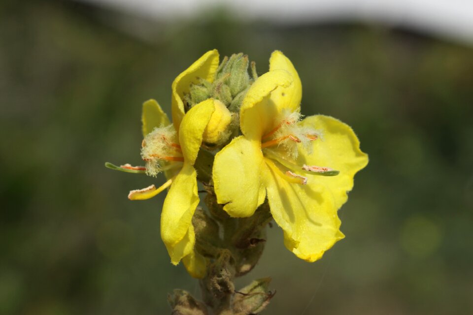Wild flower yellow