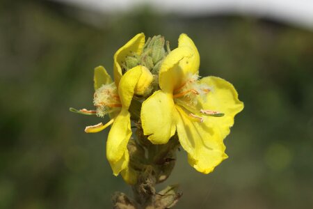 Wild flower yellow