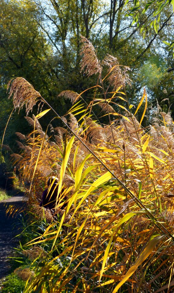 Autumn nature grasses