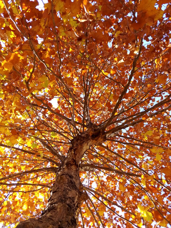 Autumn leaves autumn leaves